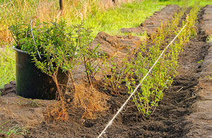 Professional Hedge Planting Aveley