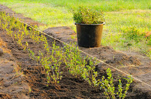 Professional Hedge Planting Rishton